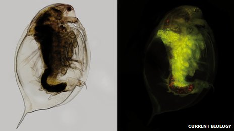 研究人员在加尔达湖中淡水甲壳类生物的消化道内发现微型塑料颗粒