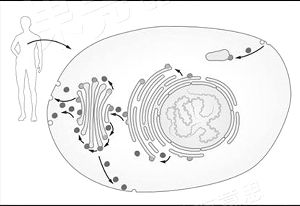 图1：身体中的每个细胞都拥有复杂的结构。不同的功能被分隔在不同的细胞器中。细胞中产生的分子被封装在囊泡中，在特定的时间运送到细胞内或者细胞外准确的位置。