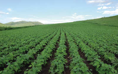 制种技术_制种玉米亩收入多少钱(2)