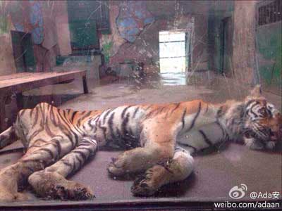 天津动物园：“饿瘦”老虎系患消化系统紊乱症