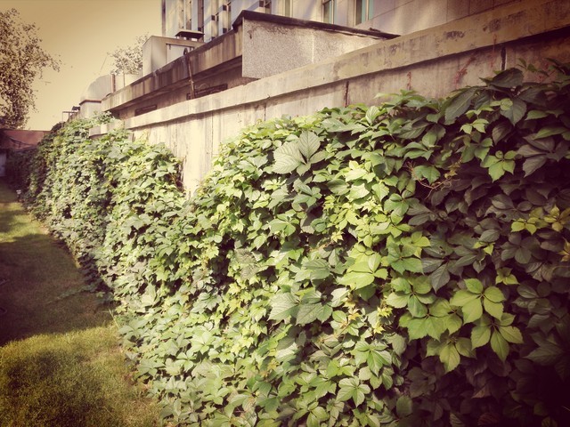 6寸大屏指纹识别全金属华为Mate7评测