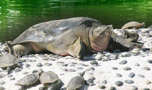 江西惊现1000岁巨型甲鱼 体长1.1米(图)|甲鱼|山瑞鳖_凤凰教育