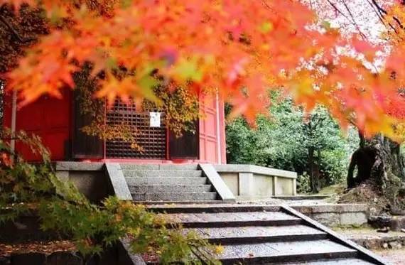 遇见最美秋色 比樱花还美的日本红叶季来啦|红