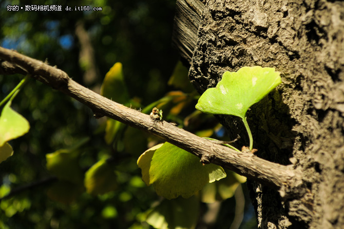 小巧便携颜值高佳能PowerShot G9X样片