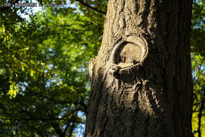 小巧便携颜值高佳能PowerShot G9X样片