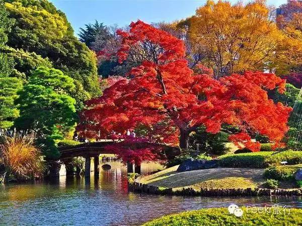 红叶季已过半 接下来日本人会去哪里赏枫? - 新