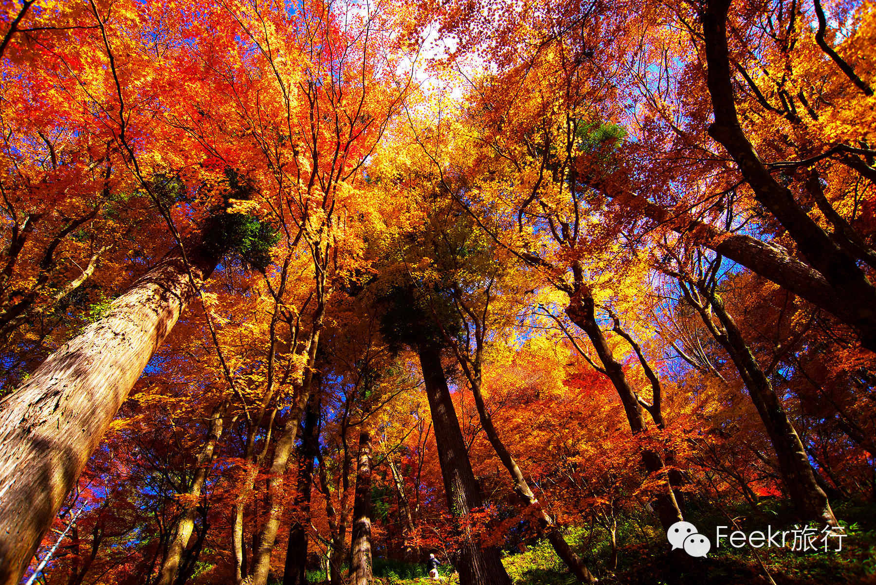 要的就是这类绝景！日本红叶赏期必去景点12选 | 微博日本