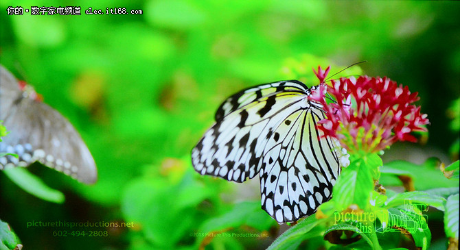 丰富的视频资源