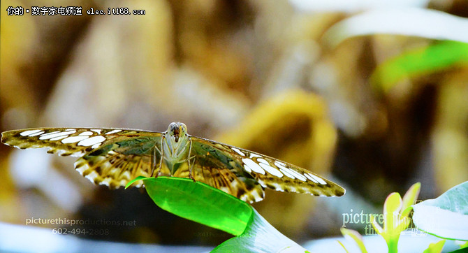 丰富的视频资源