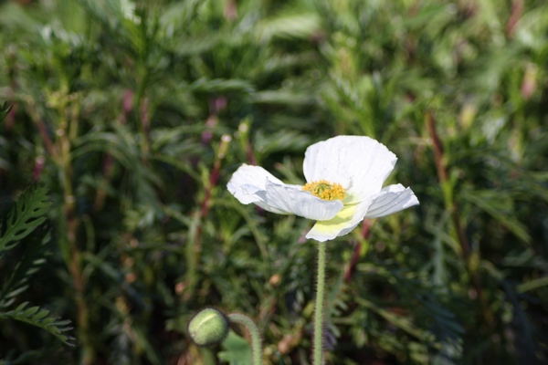 继母的女儿 婚后发现她是个酒吧女|酒吧女|小