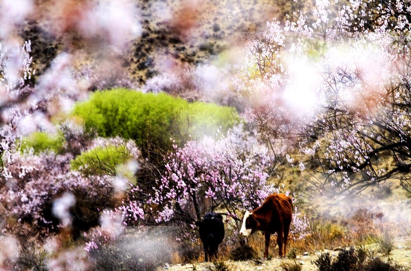 如果冬天去拉萨最好 那么春天就该去林芝看桃