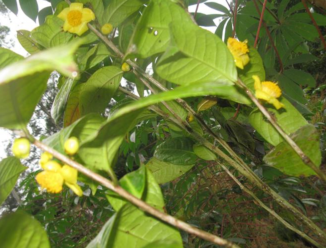 品牌变更通知书:龙山苗族金茶为苗族金茶|苗族