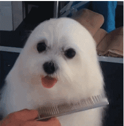 壁纸 动物 狗 狗狗 250_254 gif 动态图 动图