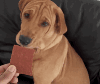 壁纸 动物 狗 狗狗 336_280 gif 动态图 动图