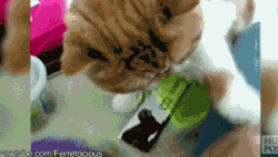 [gif动图]陛下这是今天萌猫动图 如何正确驯化人类