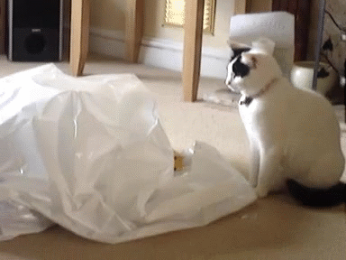 gif动图150429:陛下这是今日的萌猫 地球实在太恐怖|19m