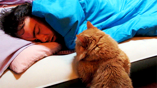 [gif]陛下这是今日的萌猫 朕亲自叫你起床你敢不起