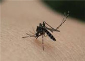 为何蚊子更喜欢你？10个揭露嗅觉秘密的实验