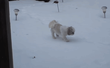 你们这些不听话的汪 腿短就不要玩雪啦