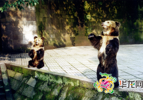 我和老婆一直相敬如宾，感情很好。 重庆动物园供图 华龙网发