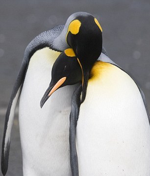 恩爱的帝企鹅