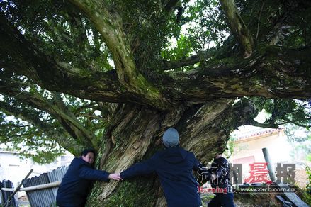 昨日，浏阳市小河乡，一棵直径近两米的罗汉树。图/记者张轶