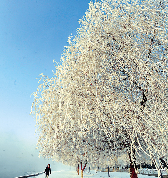 蓝天映衬下的雾凇美如仙境