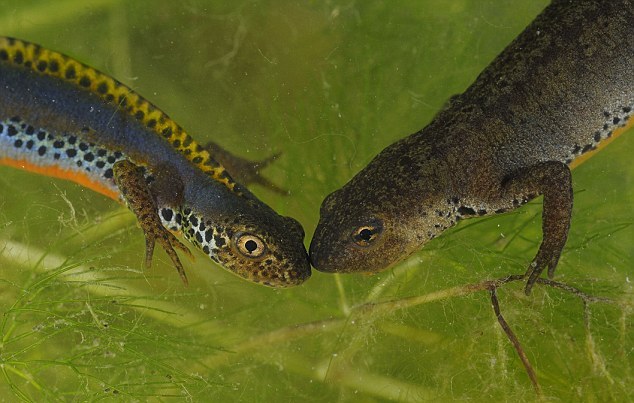 情话绵绵的蝾螈