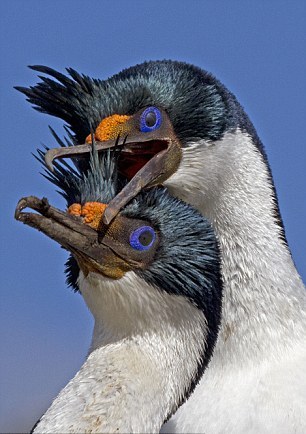 晒太阳的鸬鹚夫妇