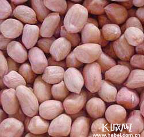 【唐山特产】名扬中外“东路花生” 营养丰富_资讯频道_凤凰网