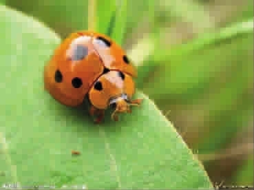 幸运的七星瓢虫