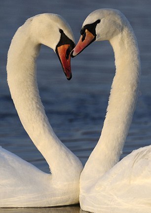 天鹅之爱心