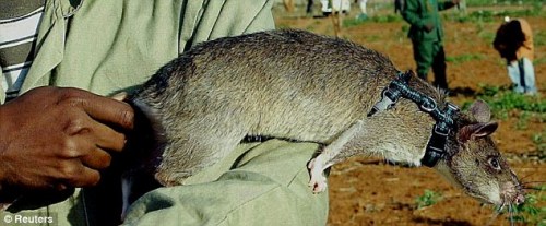 这只冈比亚巨鼠是1999年美国一家庭饲养的宠物。