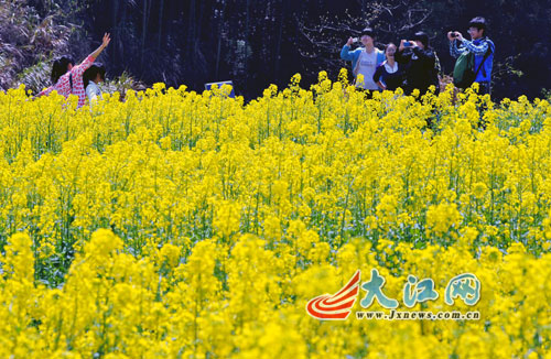 南昌梅岭油菜花海醉人(组图)