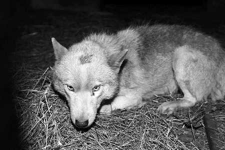 还是板上钉钉,母狼落网