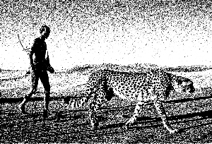 人类学家在非洲_资讯频道_凤凰网