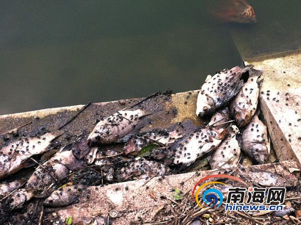 海口金牛岭湖面浮大量死鱼 臭味熏天让人恶心