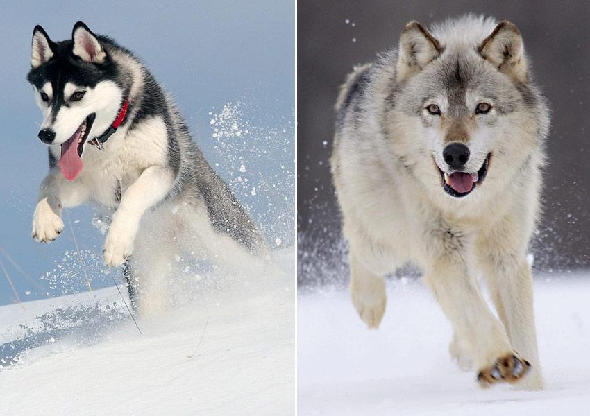 图解:狼与哈士奇四大不同点