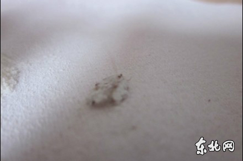 网友爆料:多美滋金盾妈妈奶粉发现蟑螂