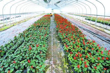 厚坝花卉苗圃园基地 通讯员 谭小湜 记者 邹飞 摄