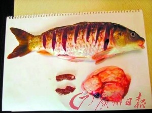 　　鲤鱼的精巢和卵巢。 （图片由受访者提供）