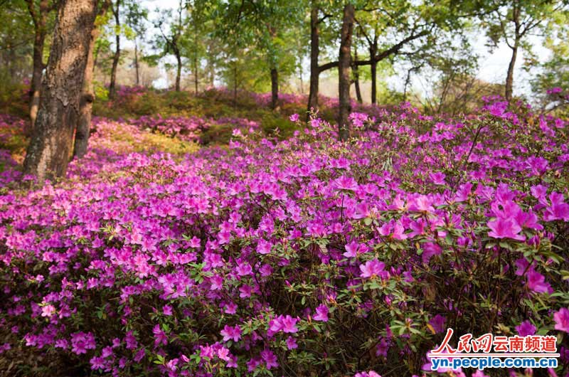 昆明黑龙潭公园:杜鹃花开春意浓