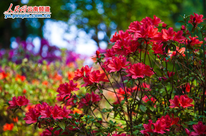 杜鹃花正盛情绽放。摄影:李发兴