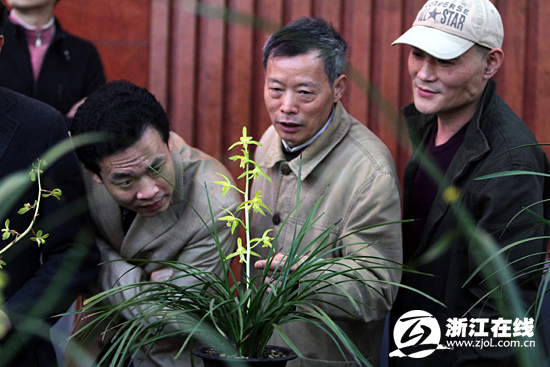 杭州市第二届蕙兰展开幕 135盆珍贵兰花等你赏