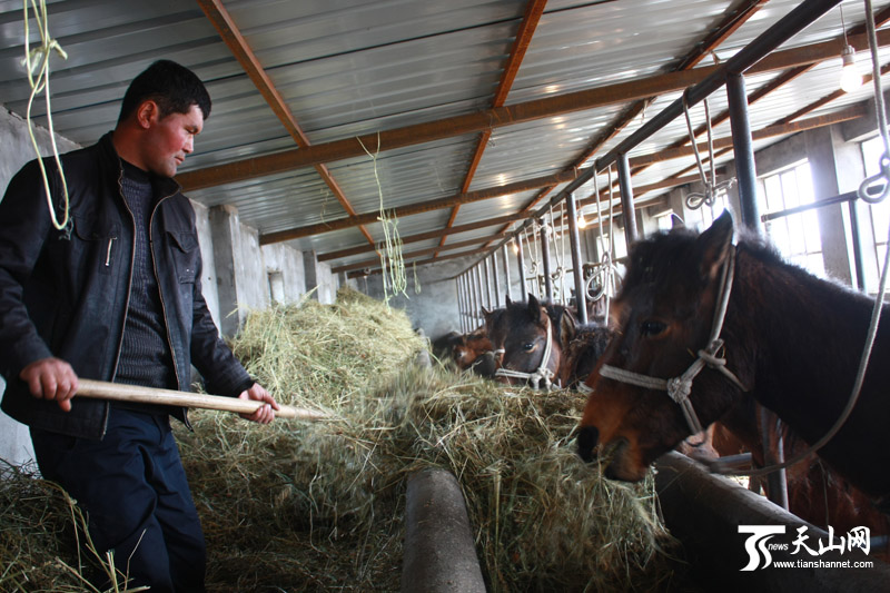 养殖户居马哈孜在给母马喂饲草料。