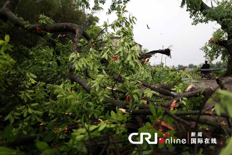 2012年4月18日，广东佛山市三水区大塘镇莲滘村遭遇龙卷风袭击，罗氏祠堂前的大榕树被吹得四分八落。图片来源：cfp