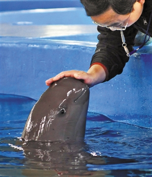 中科院武汉白鳍豚馆生活着7头人工保护饲养的江豚,记者18日走进这里