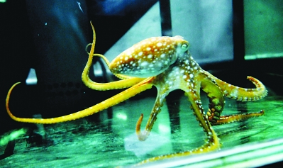 海底世界来了50只"章鱼帝"