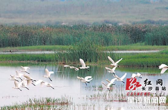 松雅湖湿地公园成群白鹭飞舞.杨绿化 摄