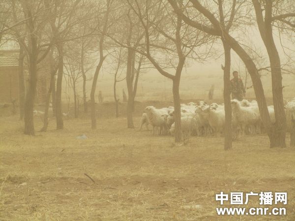 沙城暴